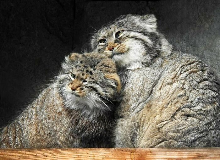 Los gatos de Pallas