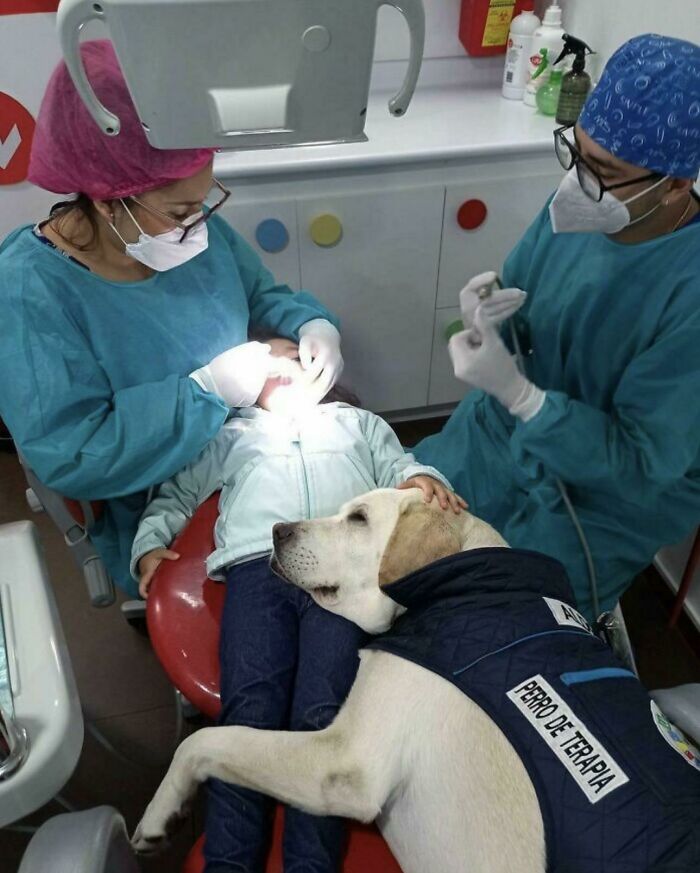 Este dulce perro de apoyo que reconforta a los niños en el dentista no tiene precio 