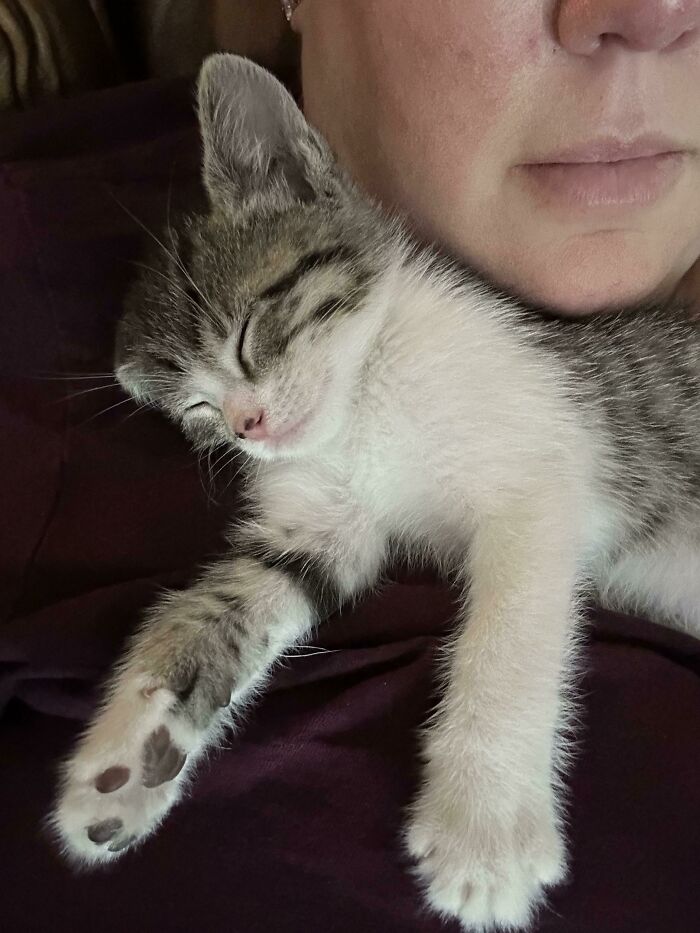 Adopté a esta gatita hace una semana. Puedo asegurar que Cleocatra parece estar muy bien conmigo