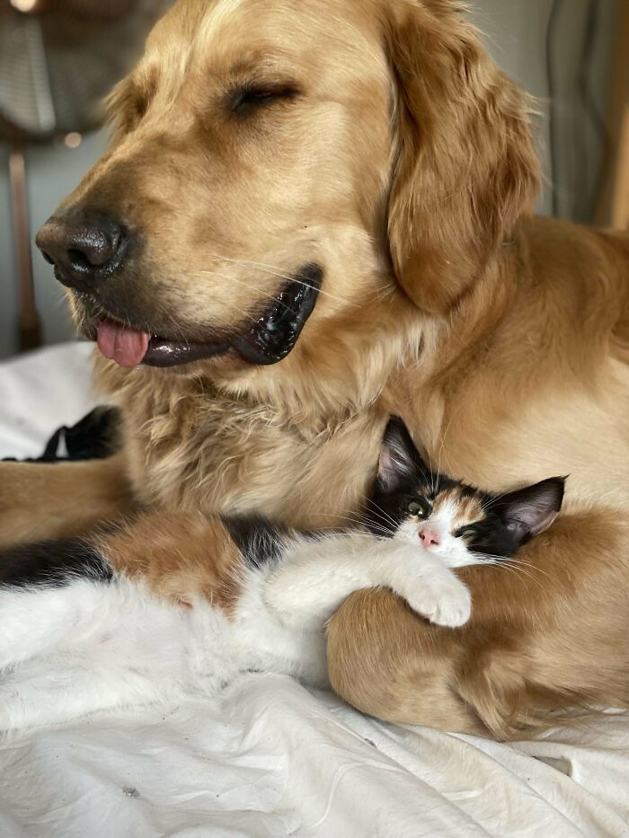 Rescatado un nuevo gatito .. nuestro perrete lo aprueba