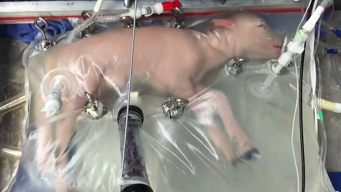  Primer cordero gestado en un útero artificial 