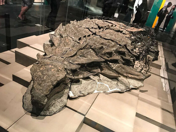 Este dinosaurio de 110 millones de años, muy bien conservado, fue descubierto accidentalmente por mineros en Canadá