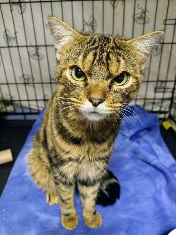  Este gato enojado se llama Risitas y acaba de ser adoptado de un refugio local