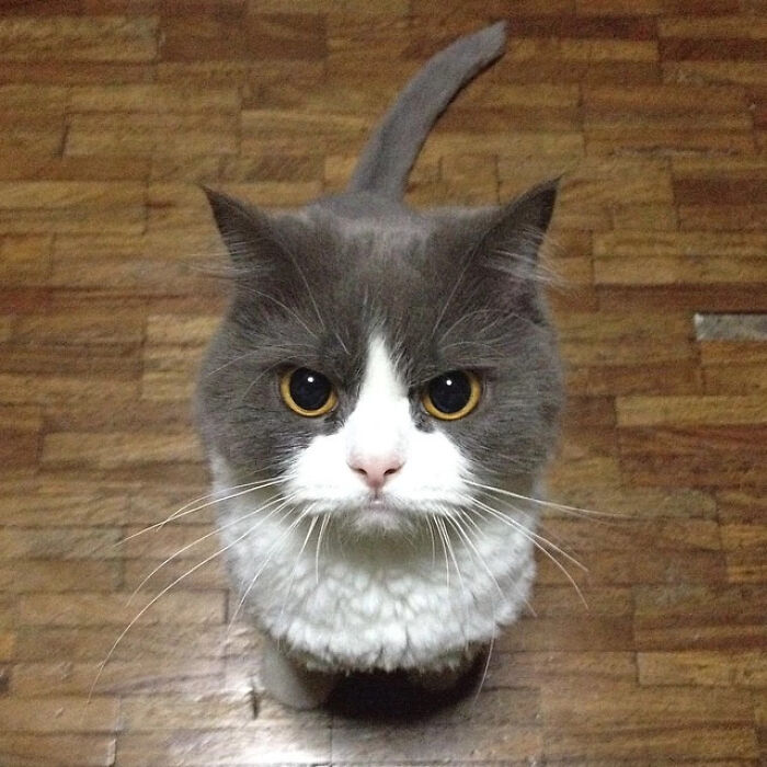 Gato enojado