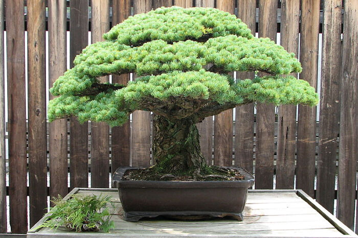Este árbol bonsái fue plantado en 1625 y ha vivido mucha historia en sus 400 años de existencia. Sobrevivió a la explosión atómica de Hiroshima el 6 de agosto de 1945, a pesar de encontrarse a solo tres kilómetros de distancia