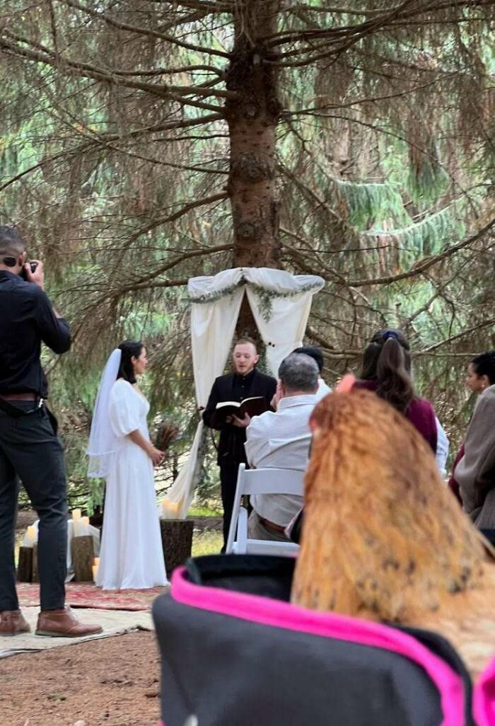 Un amigo rehabilitó a un gallo herido y lo adoptó como mascota. Más tarde, el gallo pudo asistir a la boda de su amigo