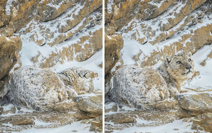 Un leopardo de las nieves en su hábitat natural en el valle de Spiti, India, aparece perfectamente camuflado, mezclándose sin esfuerzo con el entorno circundante