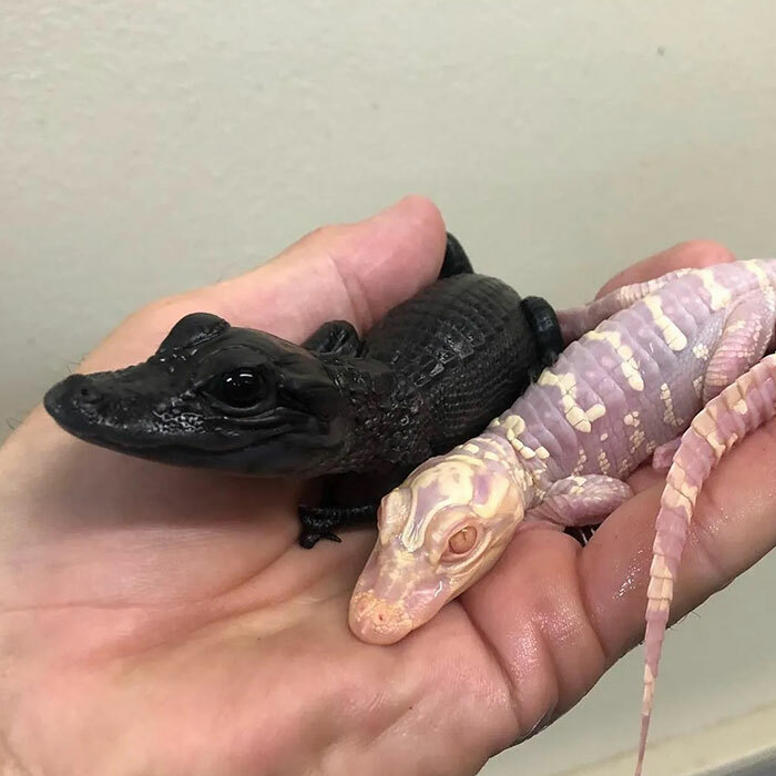 Un caimán melanístico y uno albino