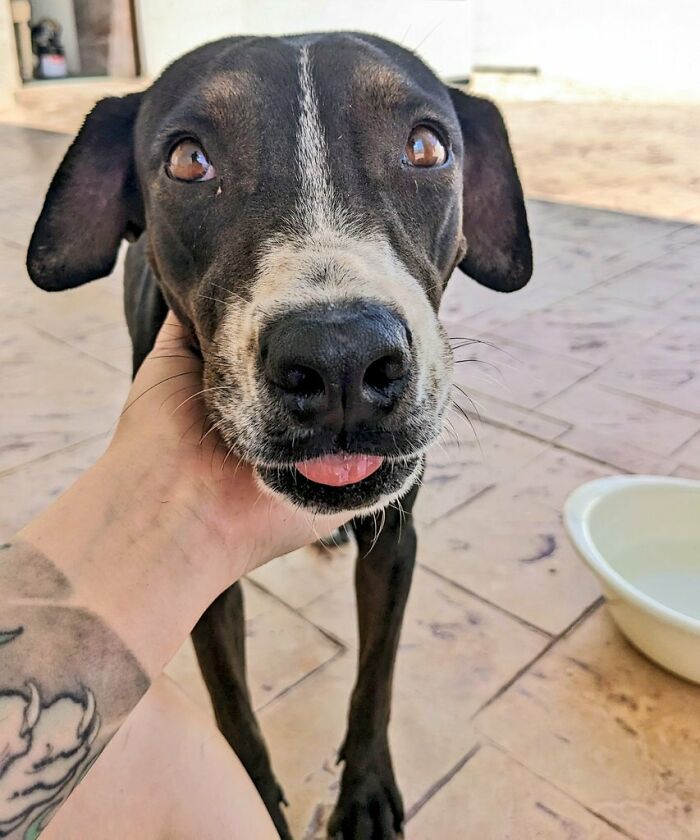 Esta perrita callejera ha estado viviendo en las obras de nuestra casa, así que la hemos adoptado
