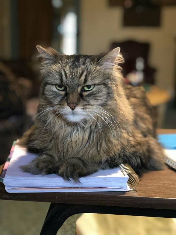 Como Cocoa está enojada y quiere atención, se sienta en la agenda de mamá