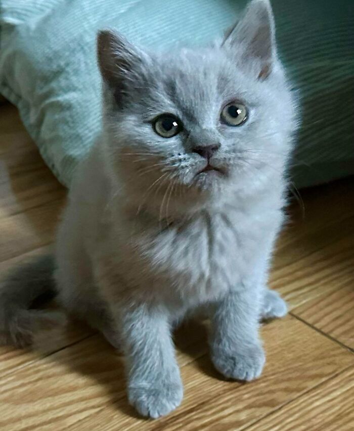 Acabamos de traer a casa a este dulce ángel, os presento a Charlie