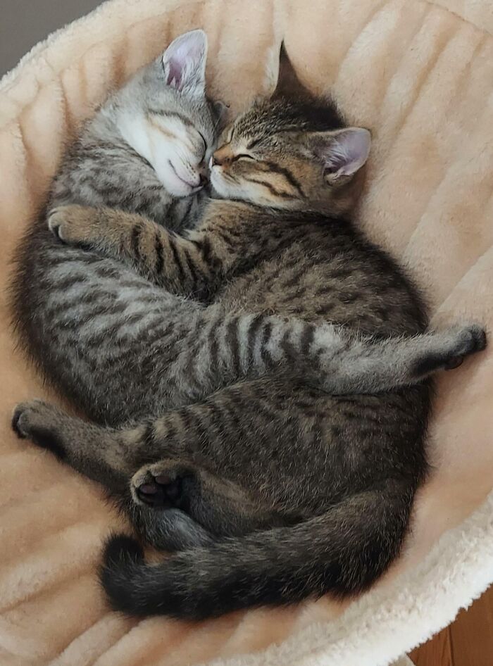 Creo que estos hermanos se sienten cómodos en su nuevo hogar