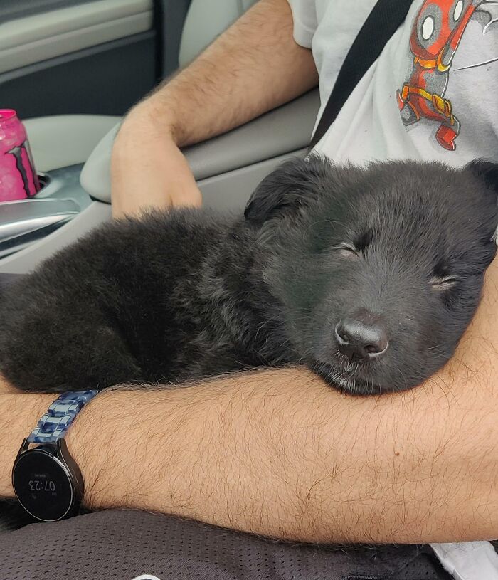 Hoy fui a por mi nuevo cachorro