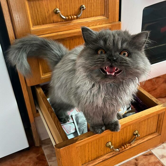 Este soy yo cuando tengo mucha hambre