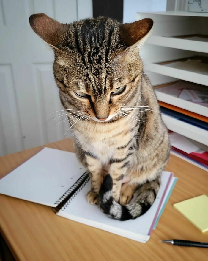 Un recordatorio de que debes trabajar menos y acariciar más a tu gato