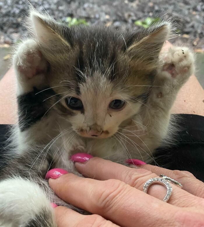 Rescaté a esta belleza de ojos azules después de que atropellaran a su compañera de camada. Fueron abandonados