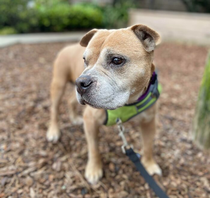 Me acaban de hablar de este subreddit y quería compartirlo. ¡Esta es Winnie, la acabamos de adoptar hoy. Tiene 11 años y es una mezcla de un pitbull y una patata