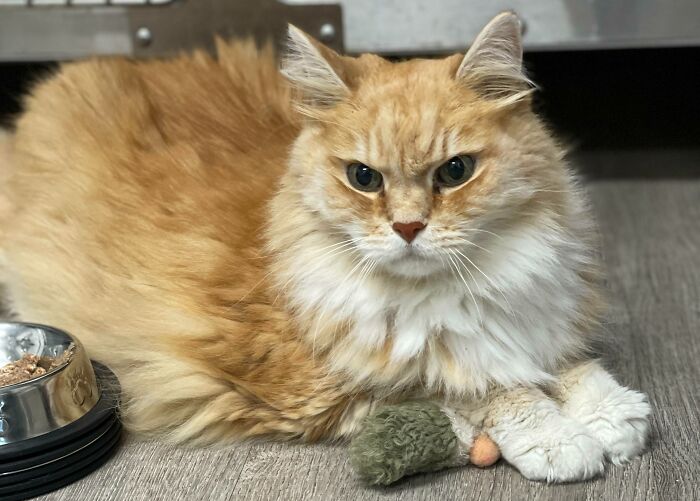 Acabo de adoptar a este ancianito (de 15 años) con un montón de problemas de salud. Su dueño falleció y lo iban a poner a dormir. ¡Bienvenido a casa Buddy!