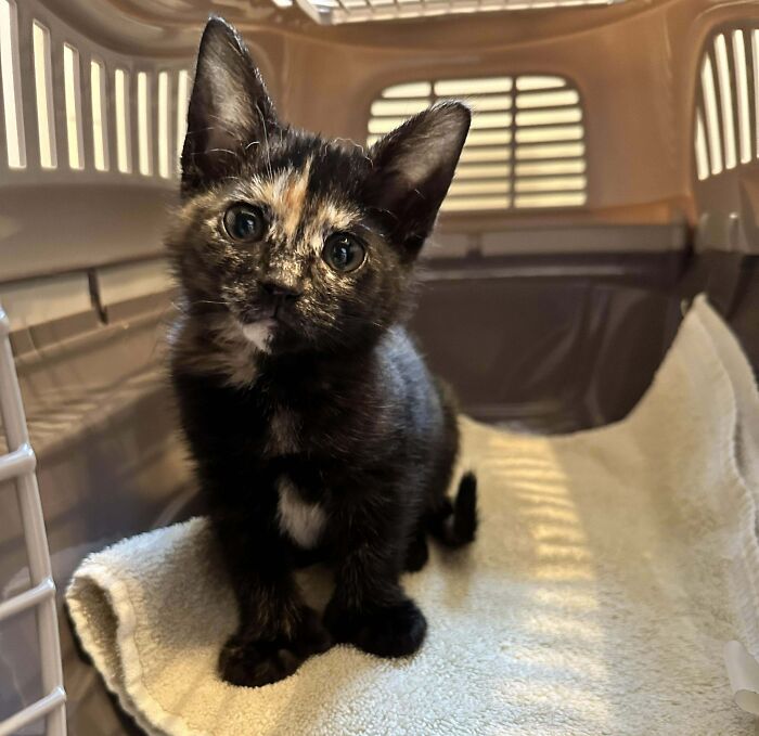 Adoptamos a este pequeño Gremlin polidáctilo. Os presento a Pastina