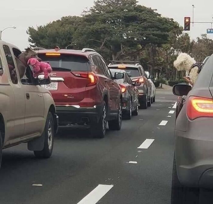 Este Pitbull sacó su osito para enseñárselo al perro del otro coche