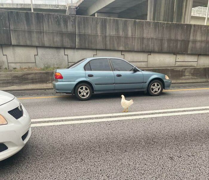 Un pollo que cruza literalmente la carretera