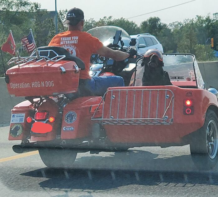 Hoy me he encontrado a este perro totalmente contento llevando gafas protectoras en la carretera