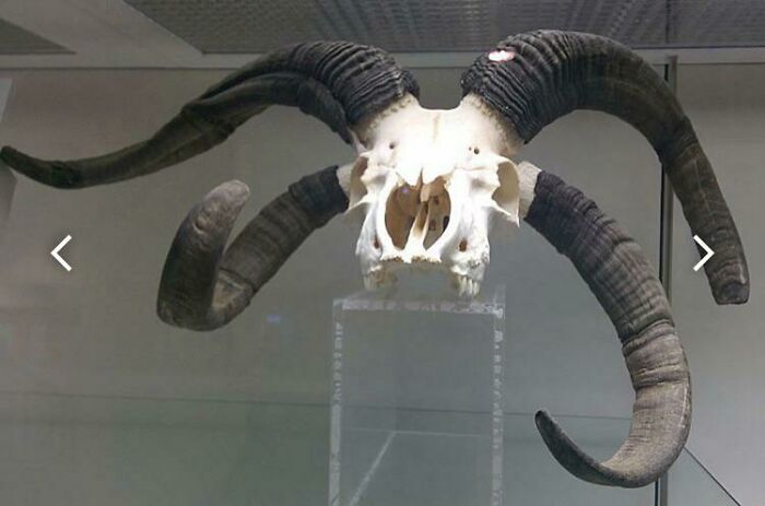 Dato curioso: Existe una especie de oveja con dos pares de cuernos llamada oveja Jacob. Es una de las pocas especies de ovejas que tiene varios pares de cuernos. Aquí hay una foto de su cráneo: