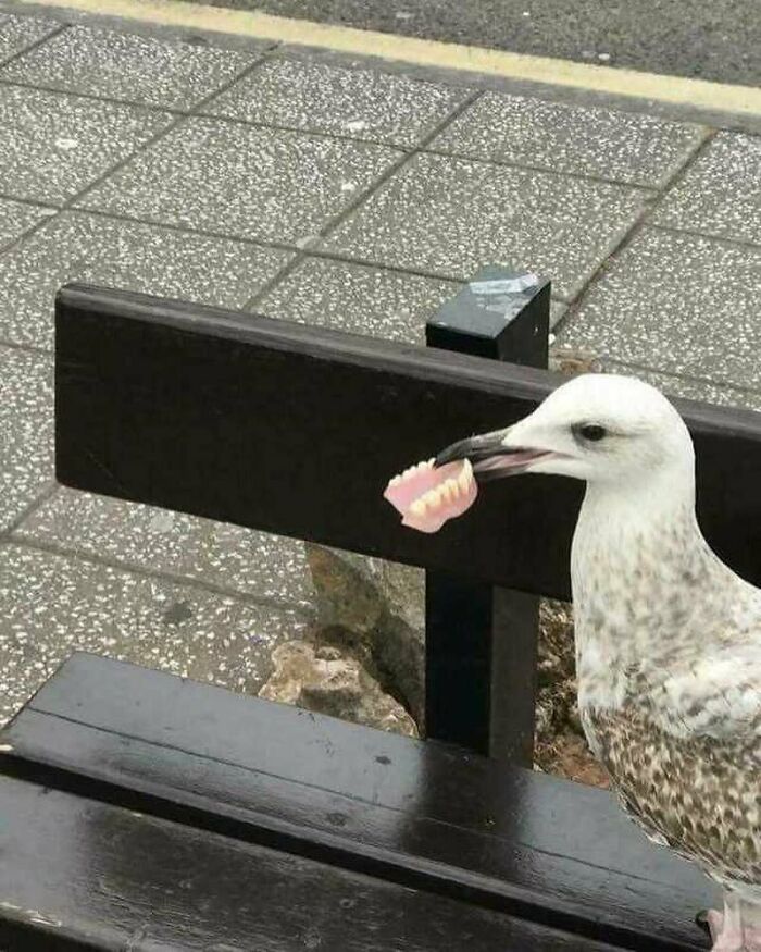 This Page Collects 'Cursed' Images, And Here Are 50 Of The Worst Ones