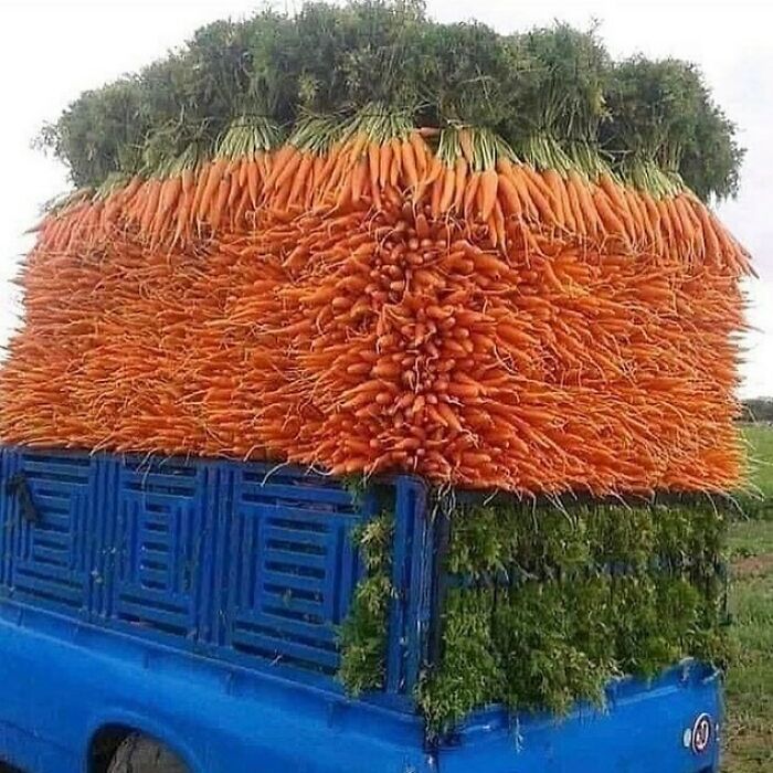 Entrega para Bugs Bunny