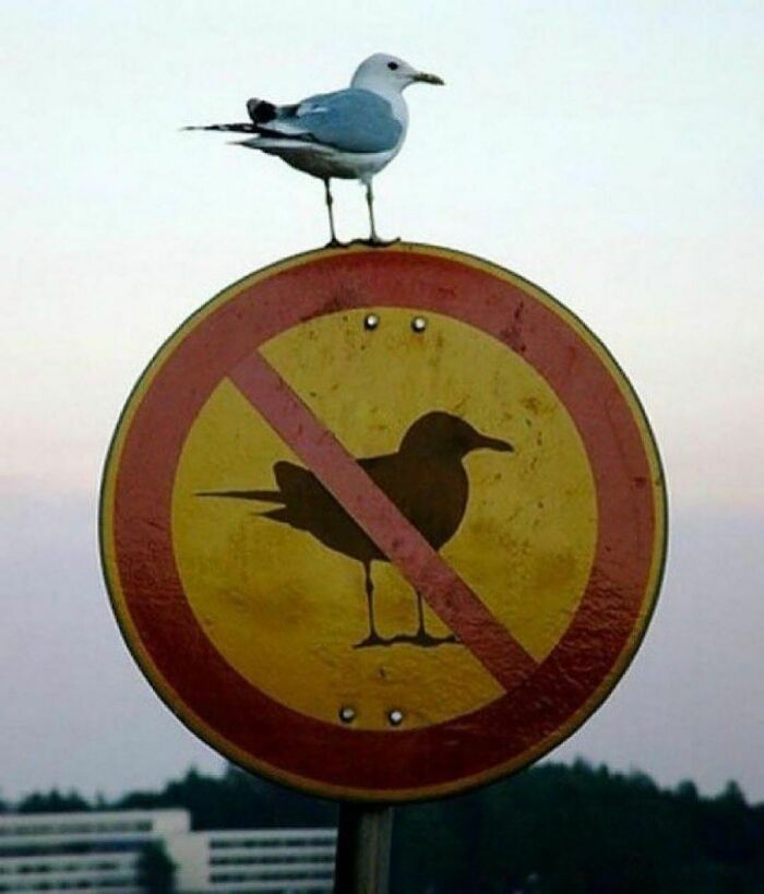 40 Images That Are So Cool And Unique, You Could Slap Them On The Cover Of Music Albums