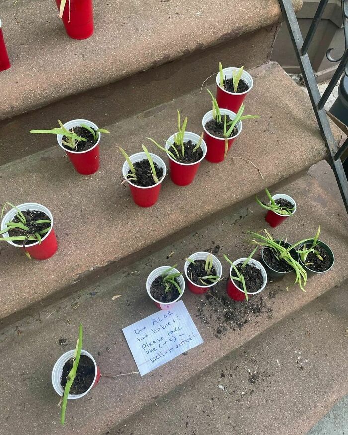 Oh, qué personas tan amables. Según la nota que dejaron, una planta de aloe vera tuvo bebés y, ahora ¡hay para todos! ¡Estos bebés de aloe gratis estaban en la avenida South Portland, cerca de Dekalb!