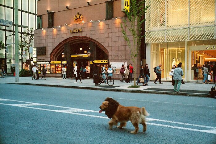 40 New Photos That Show What Daily Life In Japan Looks Like By Photographer Shin Noguchi