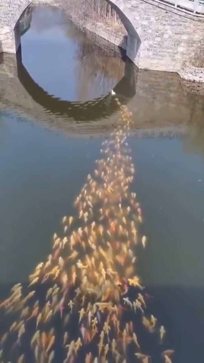 Este pato es la madre de los peces