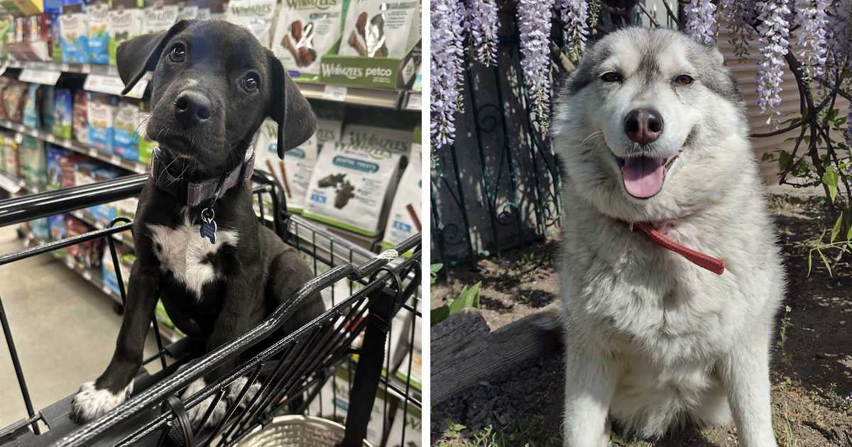 35 Conmovedoras fotos de mascotas adoptadas que por fin encontraron su hogar para siempre (edición de mayo)