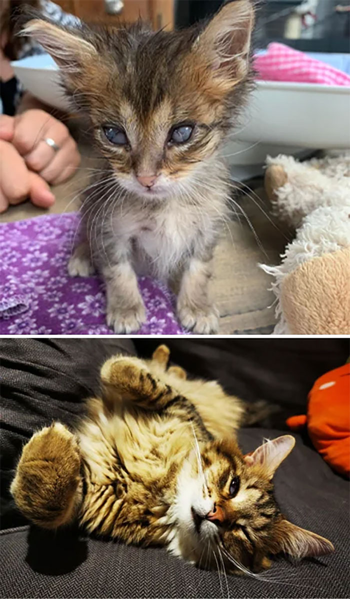  Este pequeñito fue abandonado en la lluvia