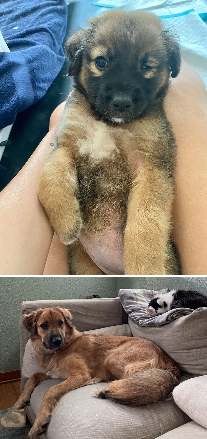 De ser un bebé sarnoso de la calle a ser un adorable perezoso que se la pasa en el sillón