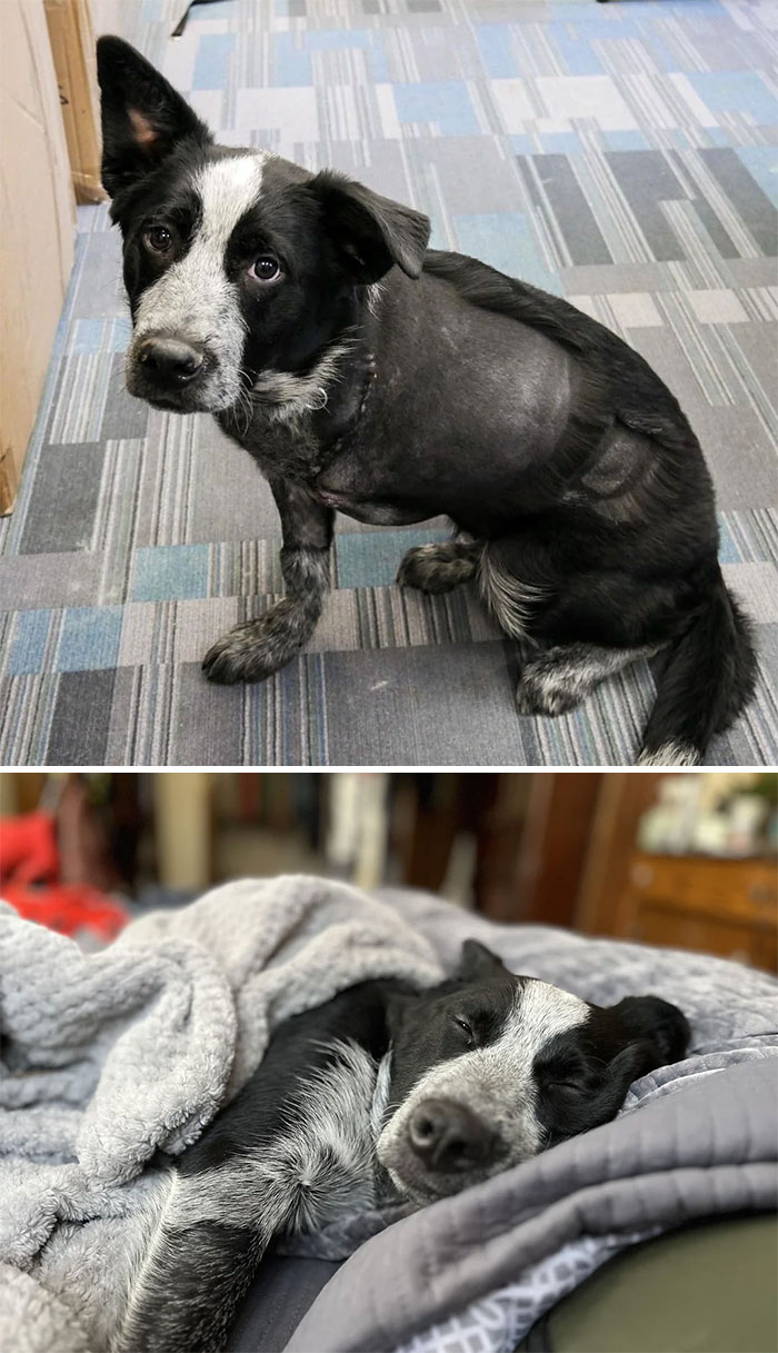 Me encontré con este amiguito de tres patas en el refugio y supe de inmediato que me convertiría en su papá humano. ¡Saluden al Señor Trípode!