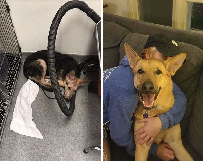  ¡Se acerca el segundo aniversario del día en que lo adoptamos!