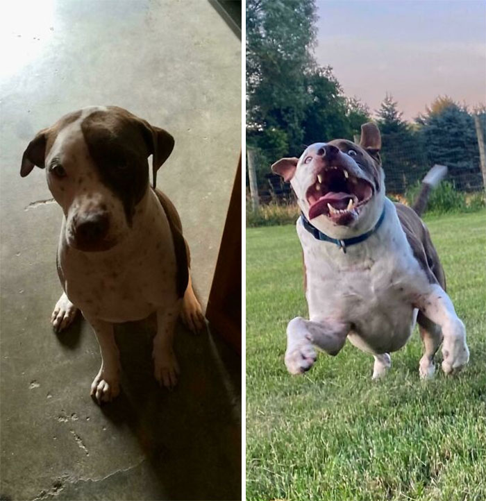 5 meses después de la adopción vs. 8 años después de la adopción :) 