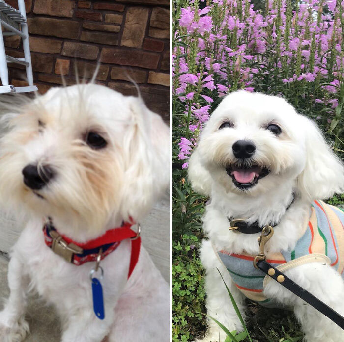 Han pasado seis años desde que adoptamos a Monet de un refugio en Ohio, Estados Unidos. Parecía exhausto cuando lo pasé a buscar, ¡pero ahora sonríe mucho! ¡Por favor, adopten perros!