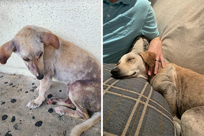 Ausra era una perra callejera de Guam que estaba infestada con sarna hasta el punto de que apenas podía caminar. Vimos sus fotos en Facebook, así que la acogimos y la curamos. Ahora está disfrutando de la vida con nosotros en nuestro nuevo hogar en Chicago 