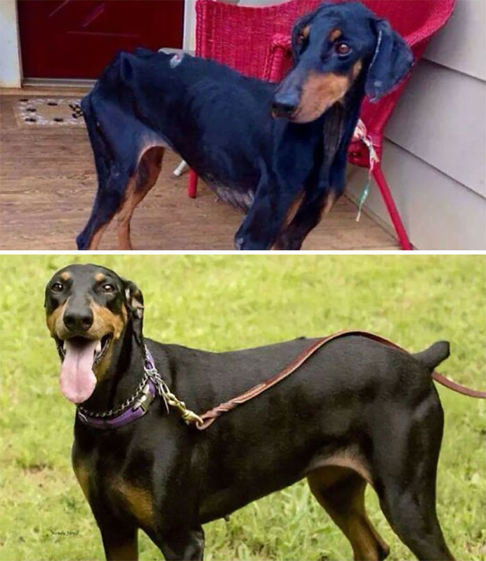  Esta fue mi amor, Maya. La imagen de arriba es del día en que la rescataron de una situación de abandono y maltrato, ¡y la de abajo es del día en que la adopté! Supongo que esto es más bien un antes y un después del rescate