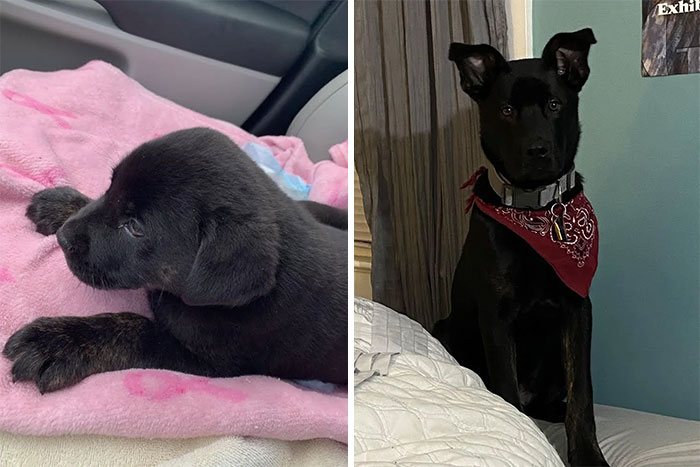 Un buen samaritano lo llevó al veterinario luego de presenciar cómo fue atropellado por un coche a las 12 semanas de edad. Ahora, es un chico absolutamente mimado