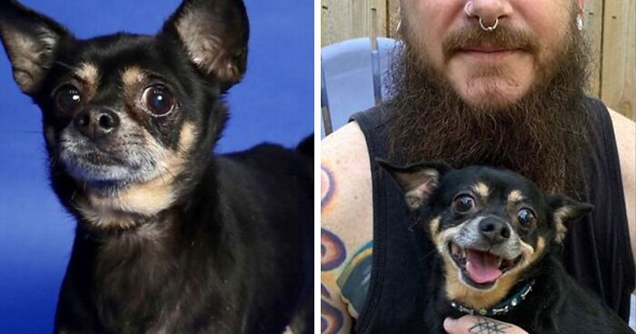 30 fotos del antes y después de perros luego de ser adoptados que derretirán tu corazón (nuevas fotos)