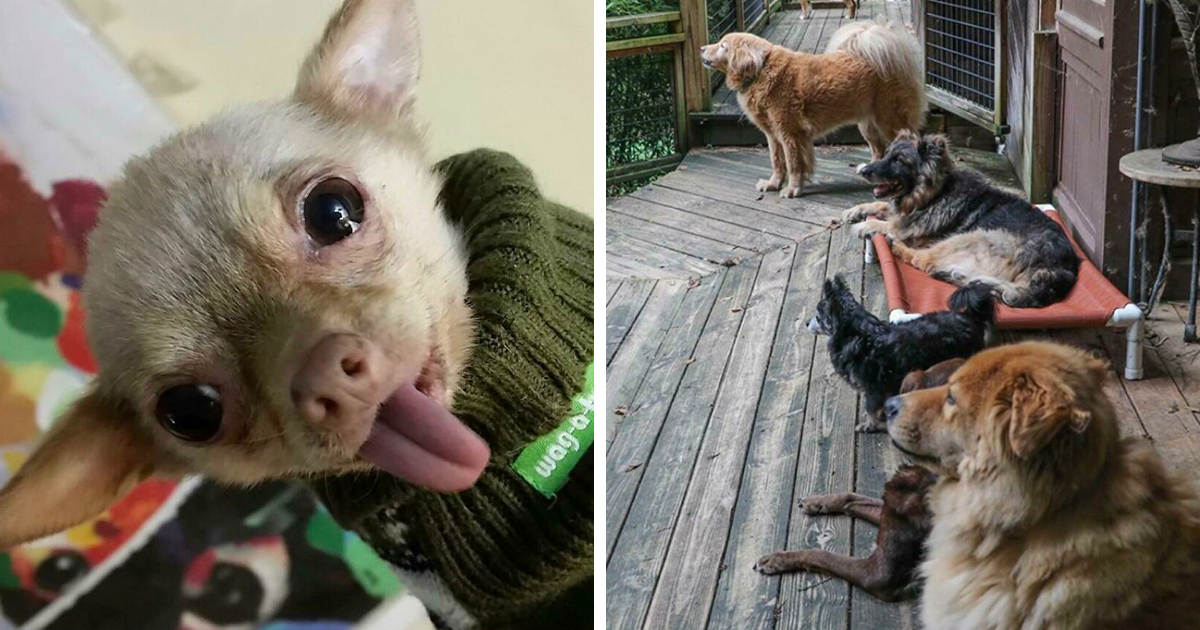 40 Encantadoras imágenes de perros ancianos disfrutando de la vida
