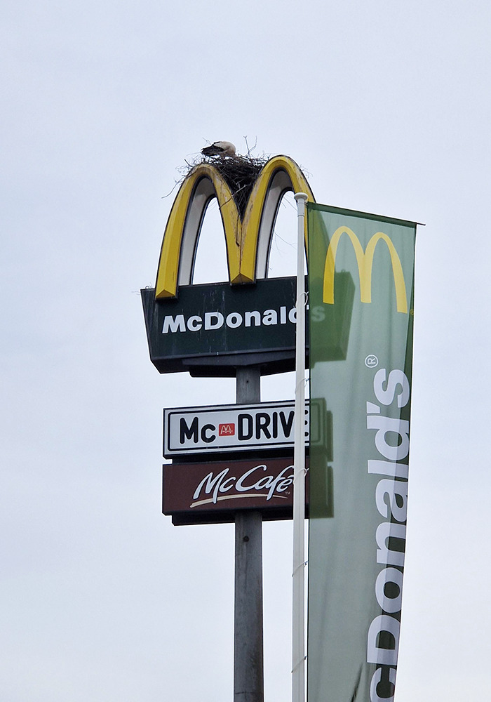 Una familia de cigüeñas construyó su nido sobre el cartel de McDonald's