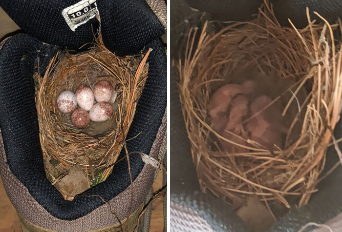 Una simpática pareja de chochines se mudó a una bota de montaña en el garaje de mis padres y hoy su familia ha aumentado en 5 miembros