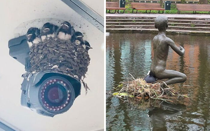 40 Pájaros que hicieron sus nidos en los lugares más inesperados (nuevas fotos)