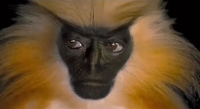 El langur dorado de Gee, actualmente en peligro de extinción. Sus expresiones son muy humanas