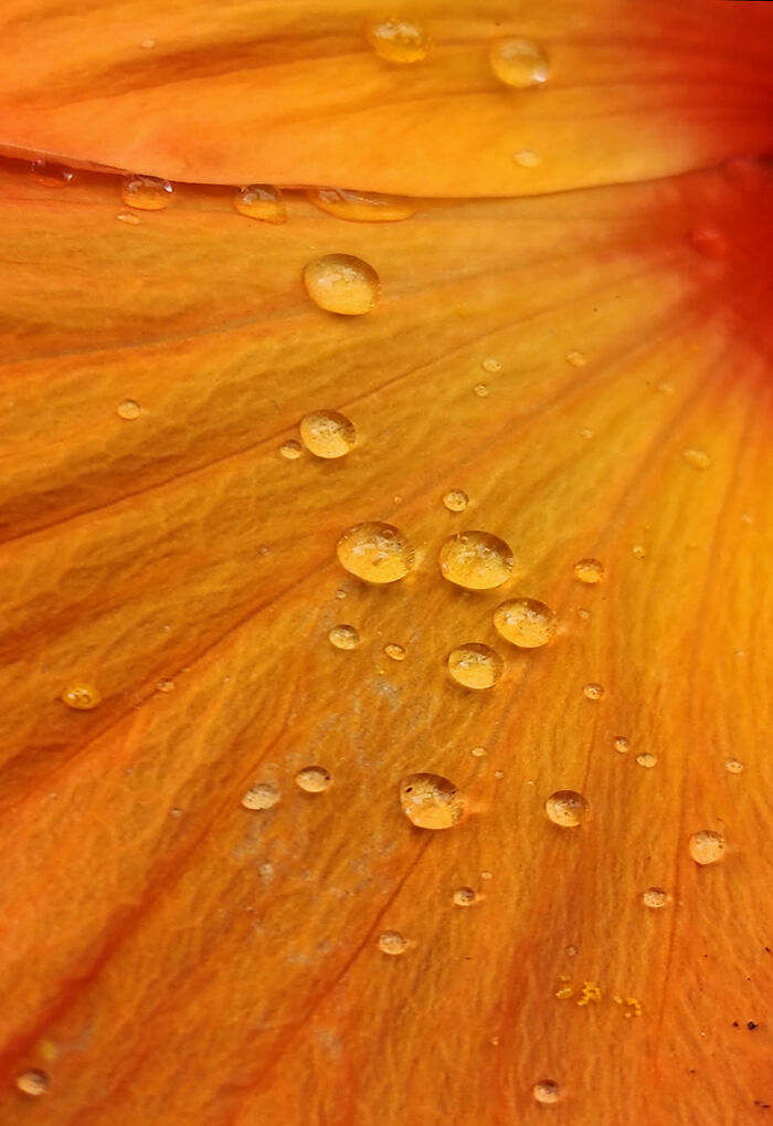 Gotas en los lirios de día